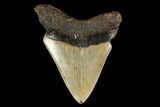 Bargain, Fossil Megalodon Tooth - North Carolina #145422-1